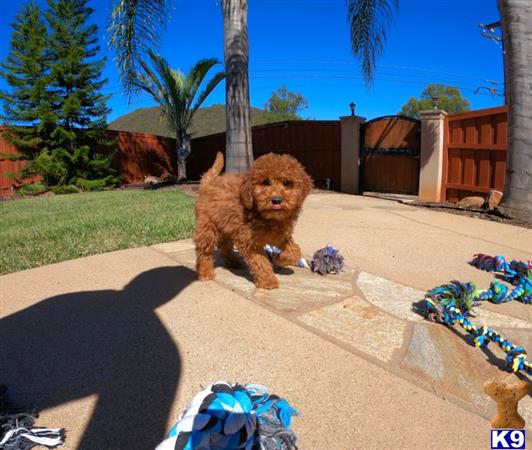 PuppyAvenue Picture 2